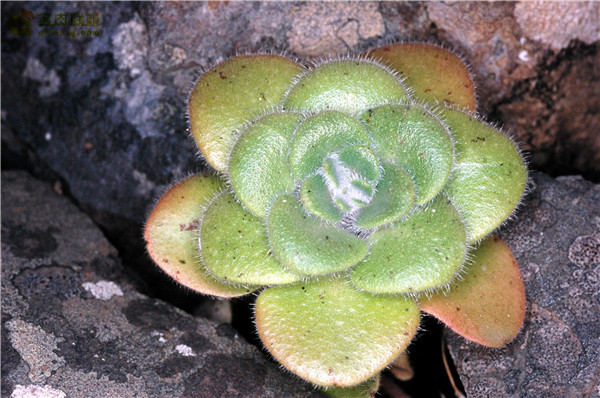 软绒盘 Aeonium canariense var. subplanum
