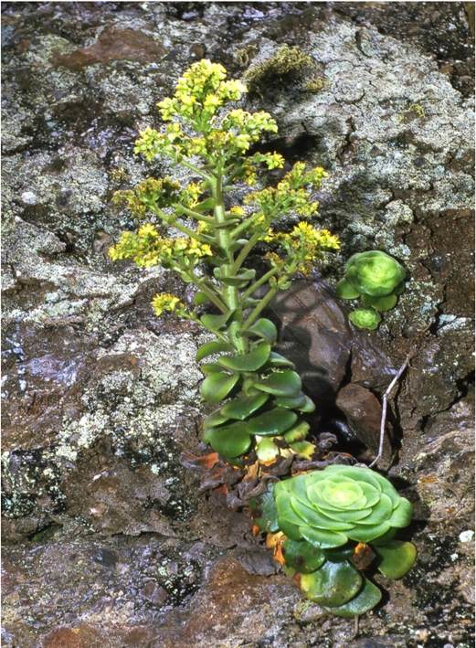 软绒盘 Aeonium canariense var. subplanum