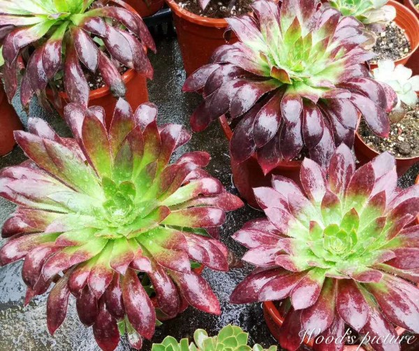 孔雀法师 Aeonium black magic