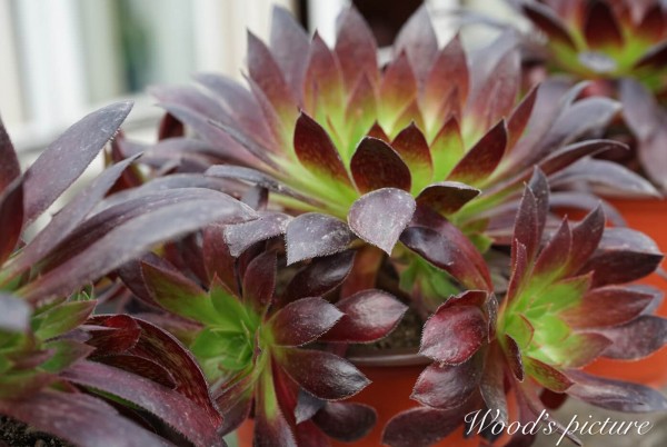 孔雀法师 Aeonium black magic