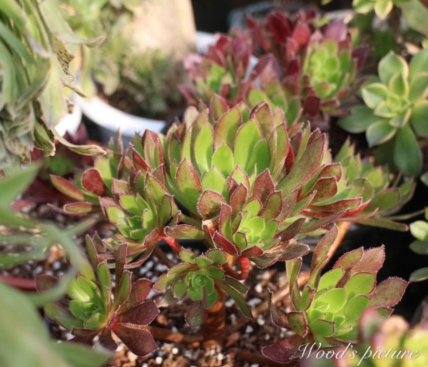 孔雀法师 Aeonium cabernet