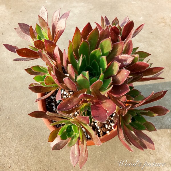 孔雀法师 Aeonium cabernet