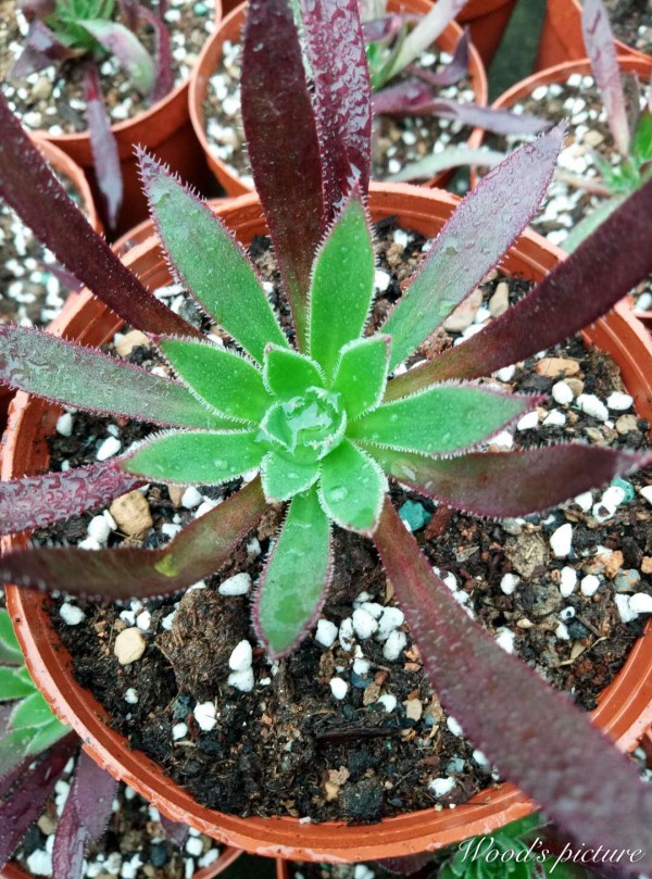 孔雀法师 Aeonium firecracker