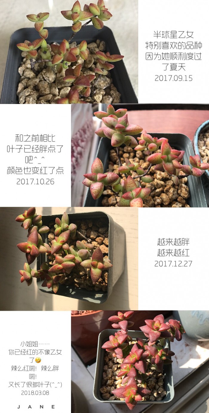 多肉变化过程对比照