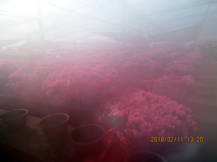 山东青州花卉博览会里的多肉和花草
