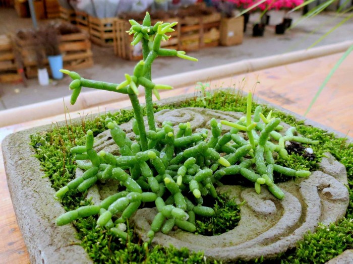山东青州花卉博览会里的多肉和花草