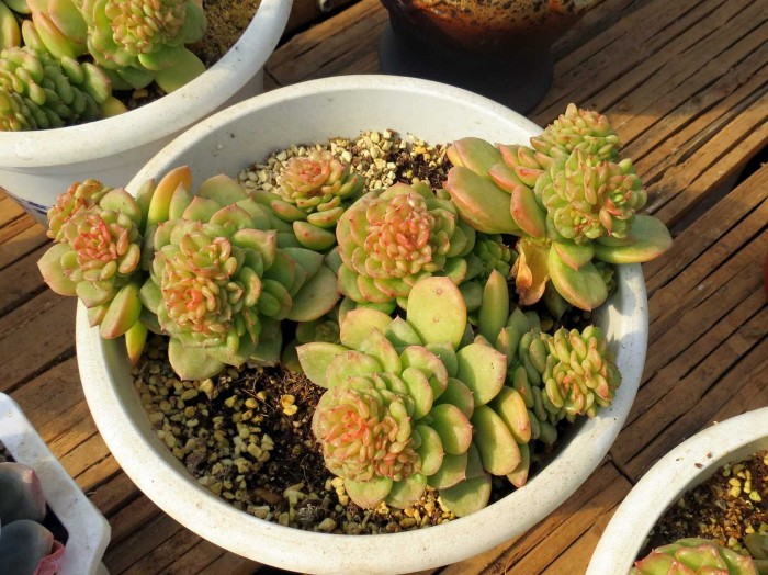 山东青州花卉博览会里的多肉和花草