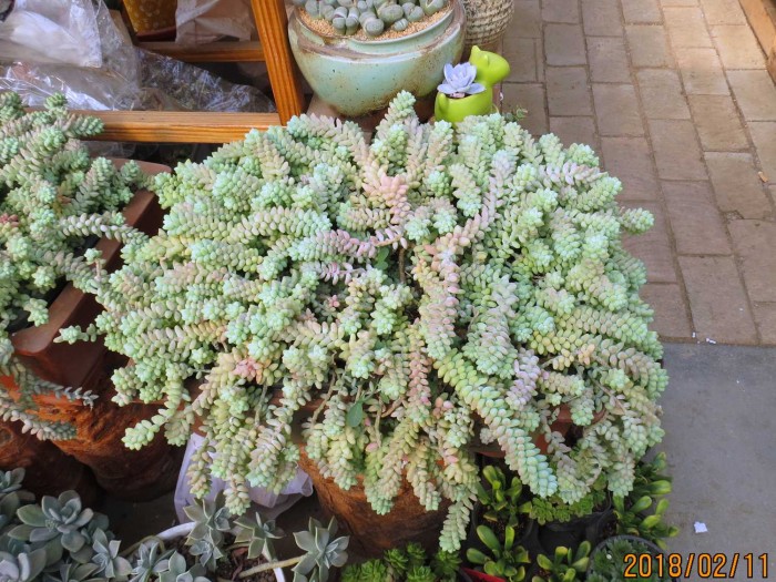山东青州花卉博览会里的多肉和花草