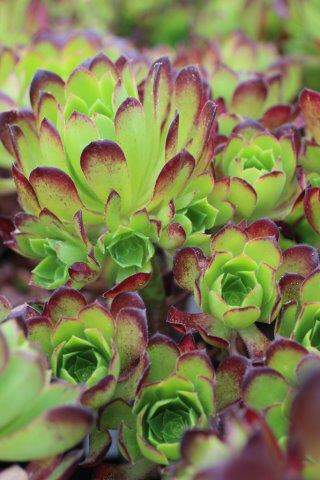 解百纳/红酒法师 Aeonium Cabernet