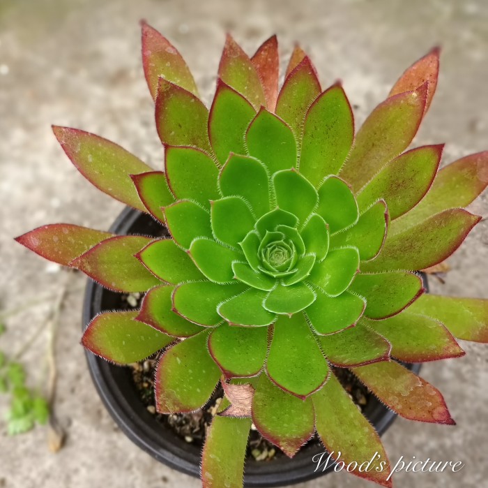 解百纳/红酒法师 Aeonium Cabernet