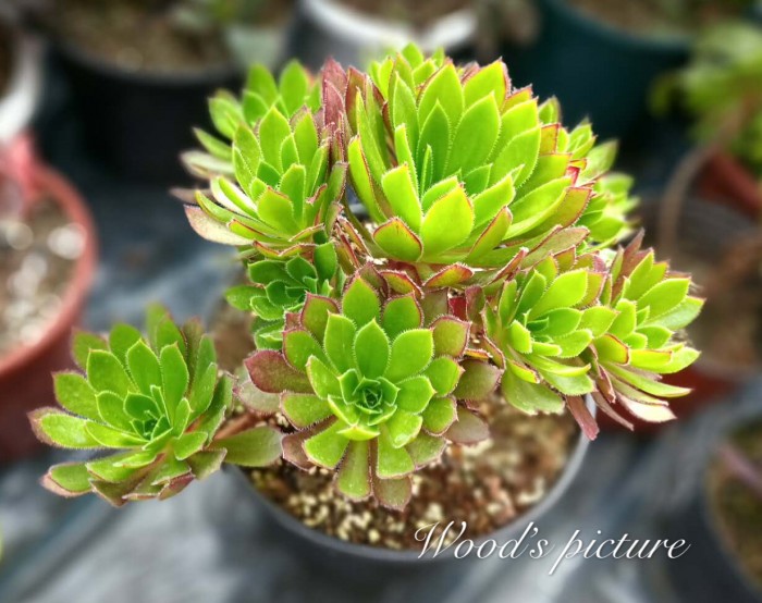 解百纳/红酒法师 Aeonium Cabernet