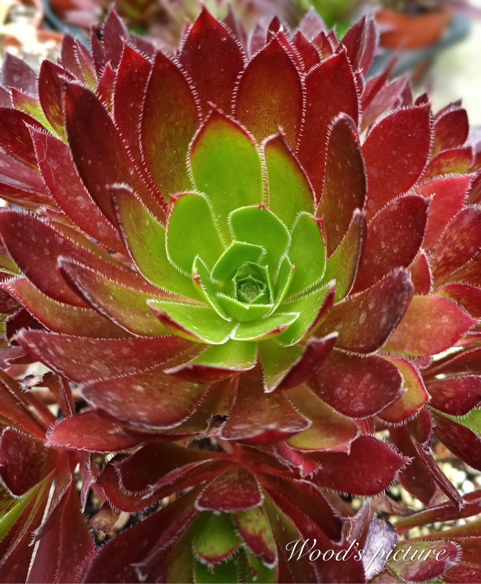 解百纳/红酒法师 Aeonium Cabernet