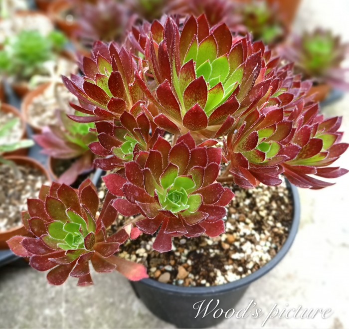 解百纳/红酒法师 Aeonium Cabernet