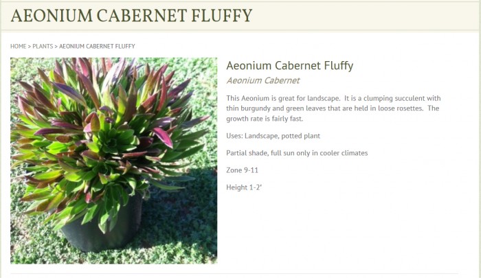 可能是爆竹 Aeonium cabernet fluffy