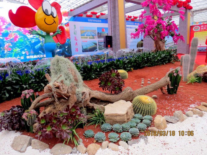 青州首届中国多肉植物展