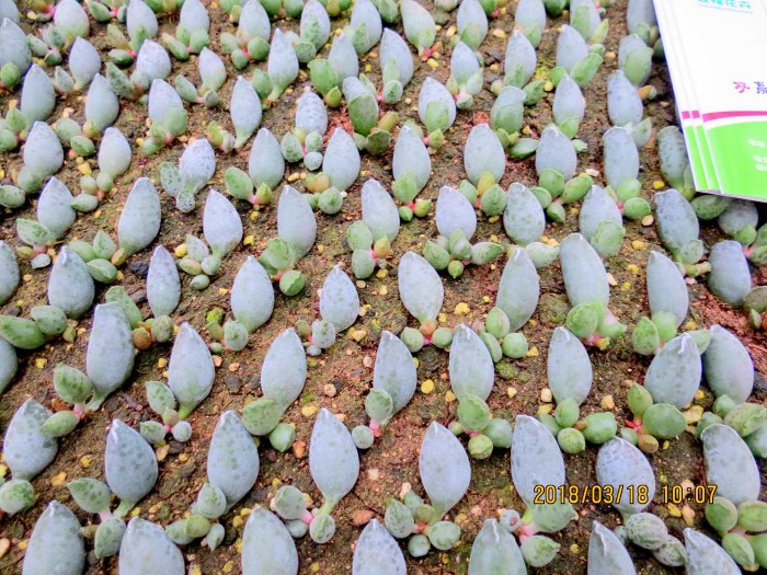 青州首届中国多肉植物展