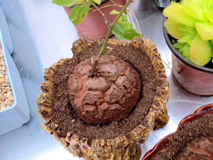 青州首届中国多肉植物展