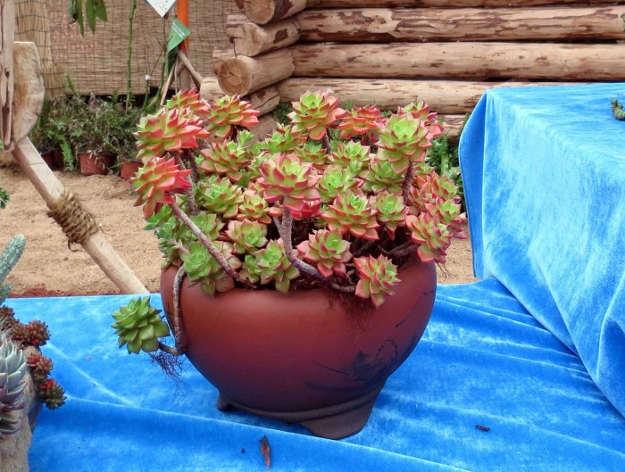 青州首届中国多肉植物展