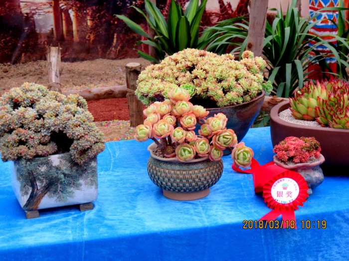 青州首届中国多肉植物展