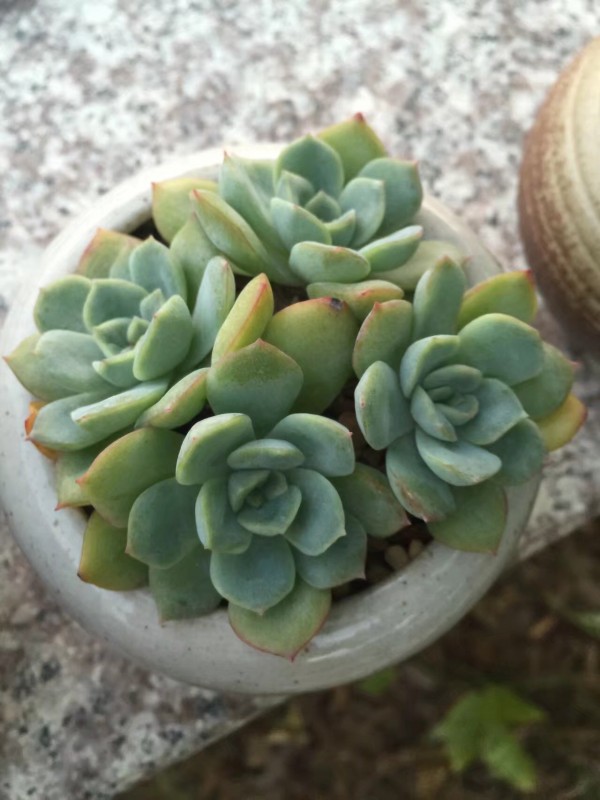 彩色的多肉，彩色的时节
