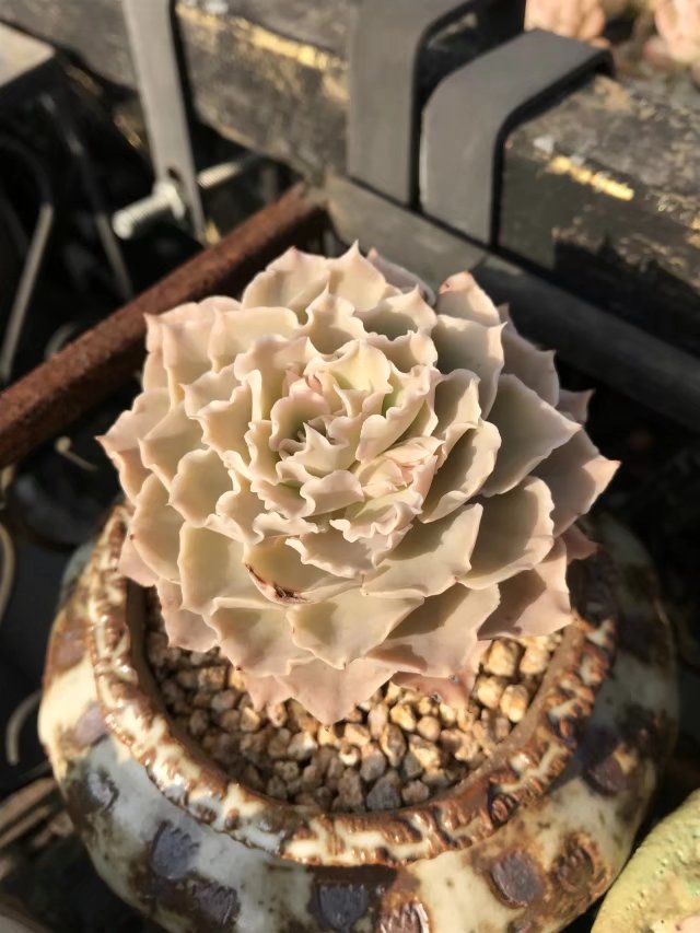 江浙沪养出的如开挂般的美丽多肉