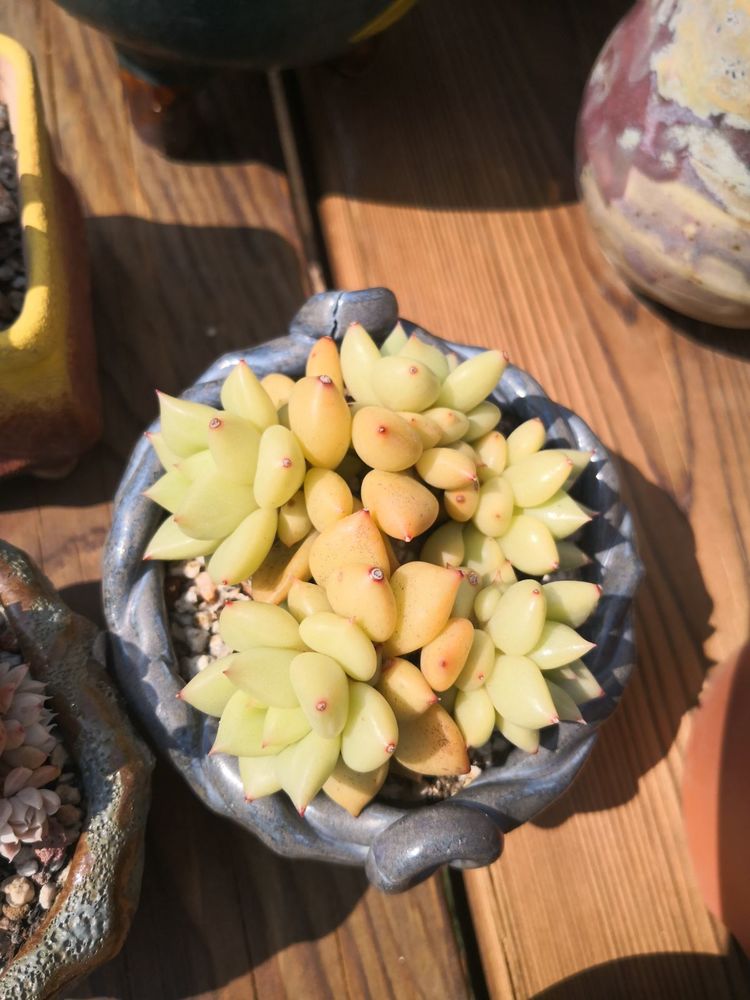 春天的多肉有多美