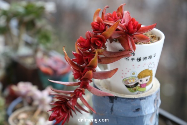 令人心情愉悦的多肉