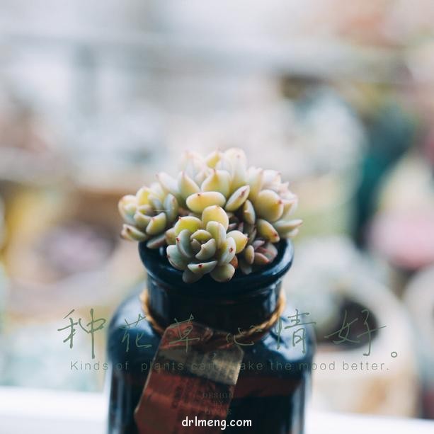 令人心情愉悦的多肉
