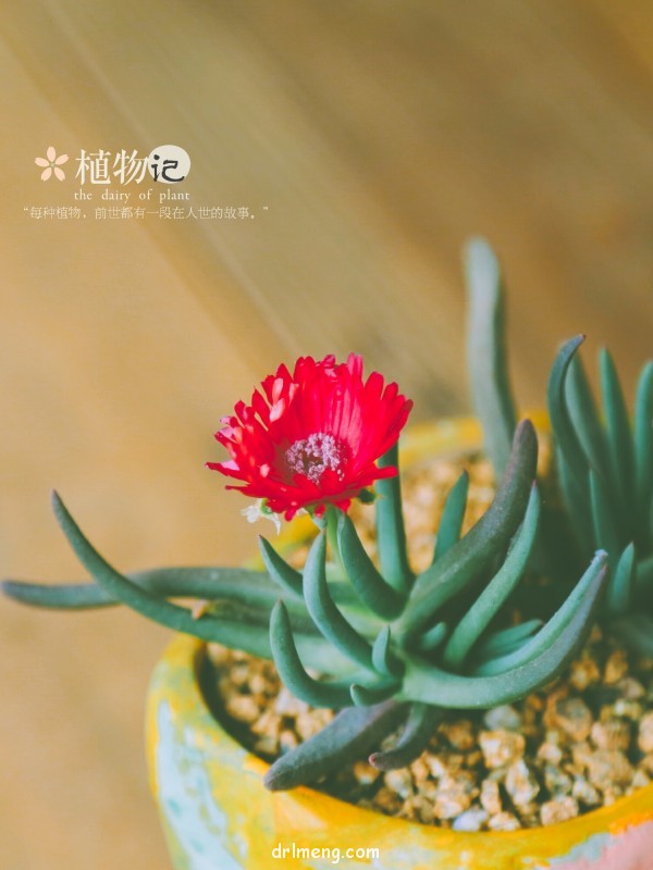 令人心情愉悦的多肉