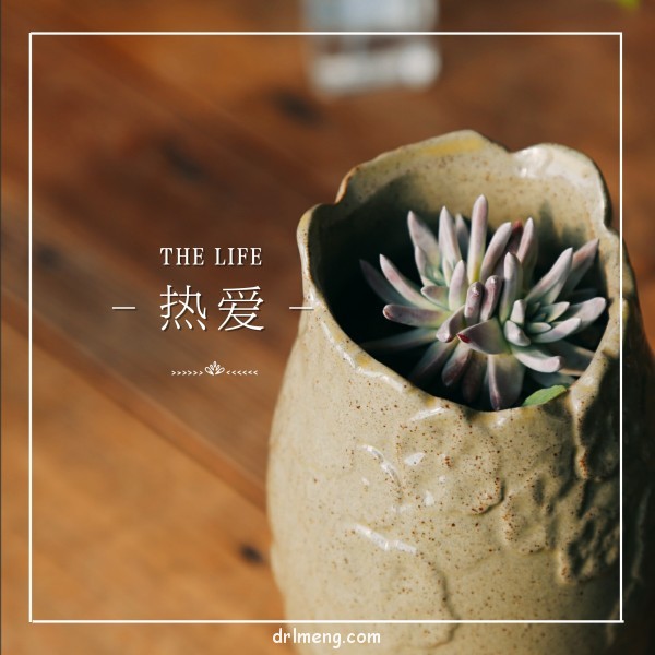 令人心情愉悦的多肉