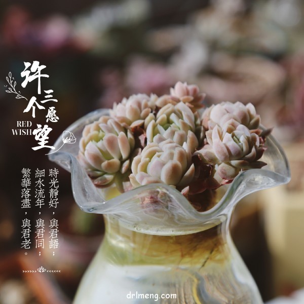 令人心情愉悦的多肉