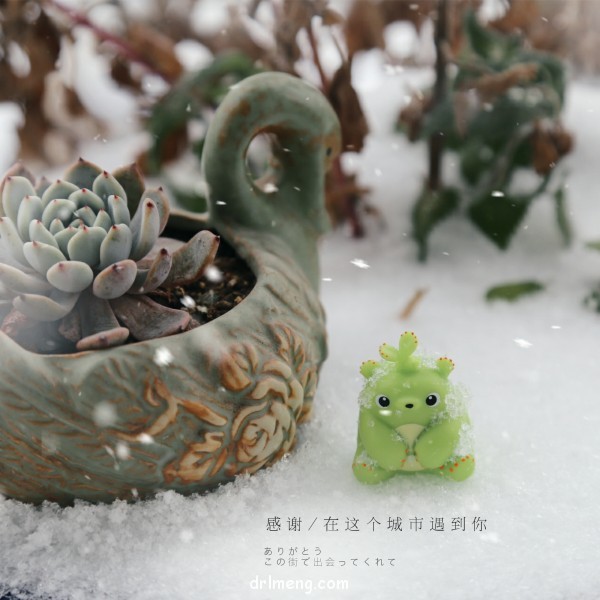 令人心情愉悦的多肉