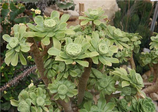 舞龙华 Aeonium cuneatum