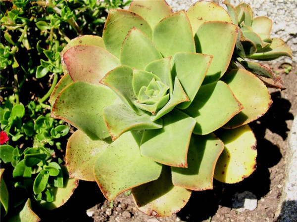 舞龙华 Aeonium cuneatum