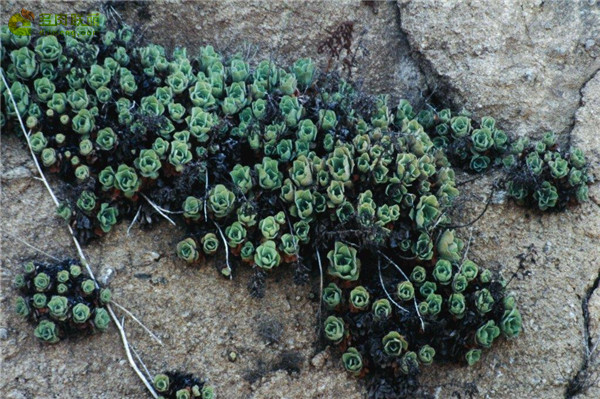 加那利少女 Aeonium canariense var. virgineum