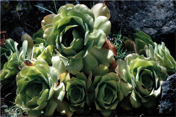 加那利少女 Aeonium canariense var. virgineum