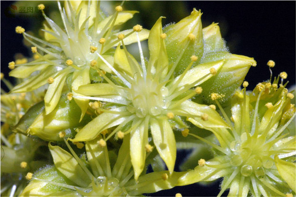 加那利少女 Aeonium canariense var. virgineum