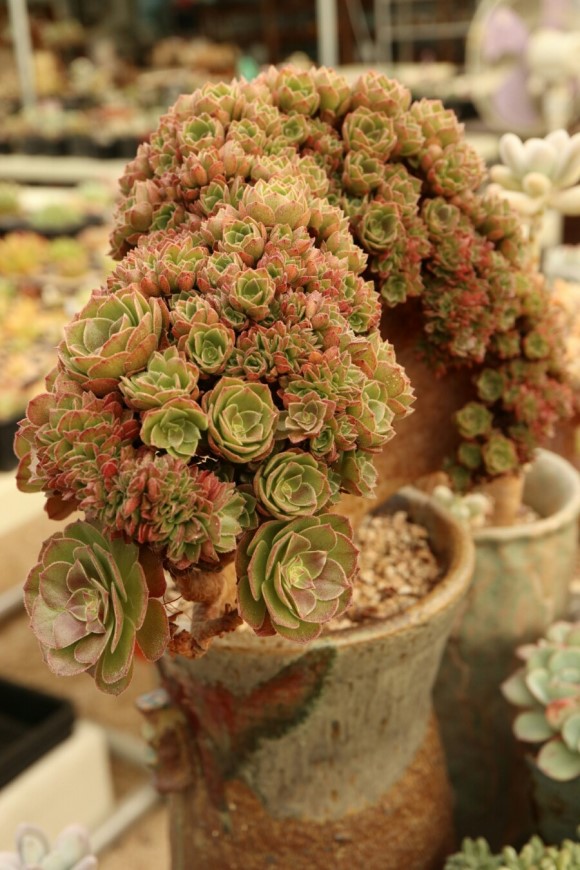 万圣节法师 Aeonium Halloween