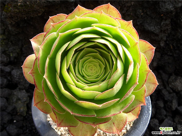 万圣节法师 Aeonium Halloween