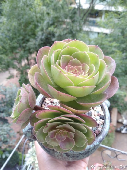 万圣节法师 Aeonium Halloween