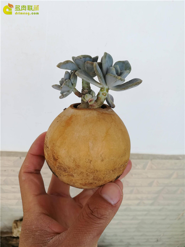 自制葫芦花盆