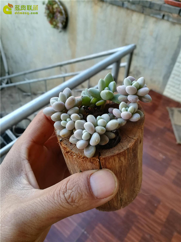 自制木头花盆