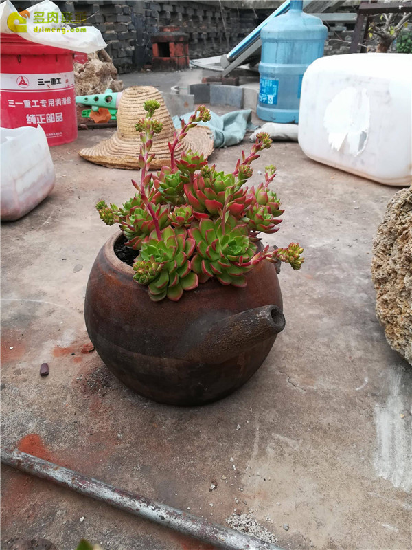 自制多肉花盆种多肉