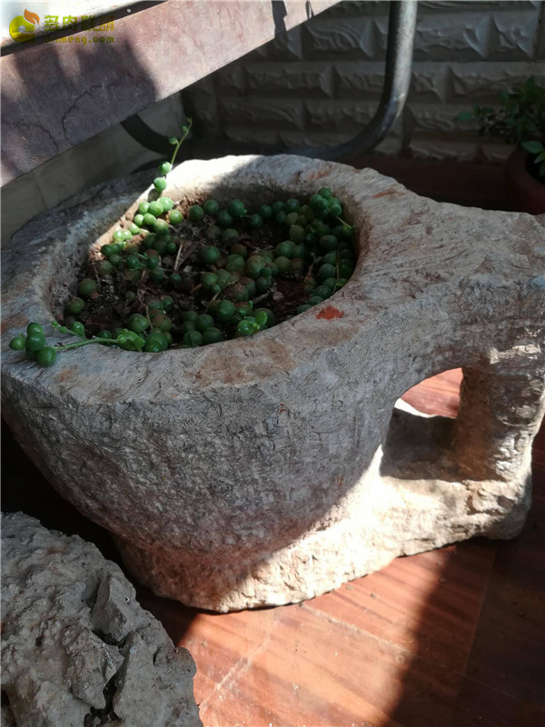自制多肉花盆种多肉
