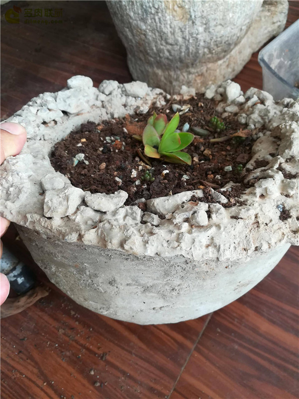 自制水泥花盆