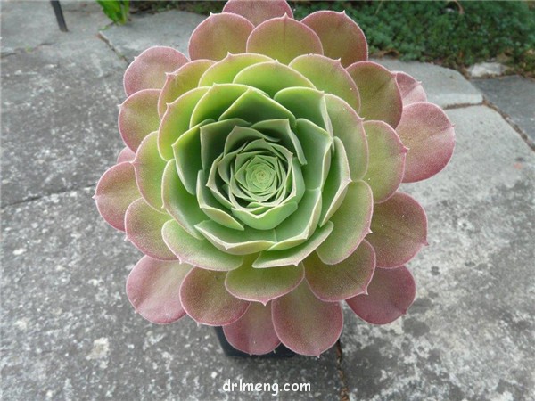 韶羞法师 Aeonium Blushing Beauty