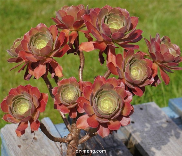 韶羞法师 Aeonium Blushing Beauty