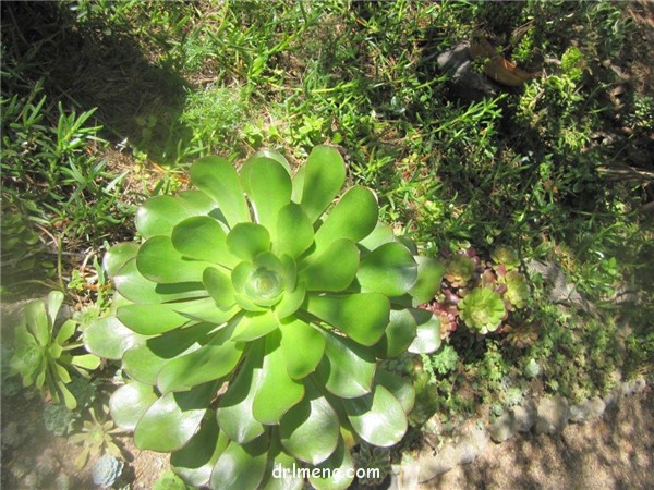 韶羞法师 Aeonium Blushing Beauty