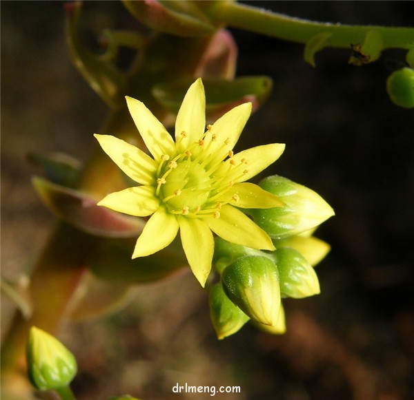 韶羞法师 Aeonium Blushing Beauty