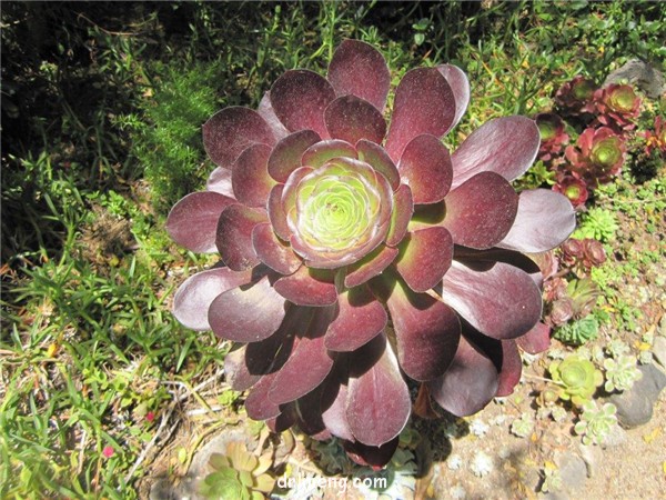 韶羞法师 Aeonium Blushing Beauty